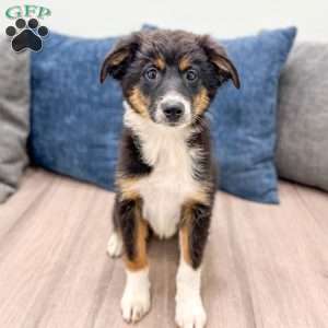 Athena, Miniature Australian Shepherd Puppy