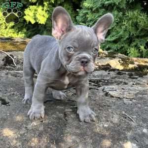 Nash, French Bulldog Puppy
