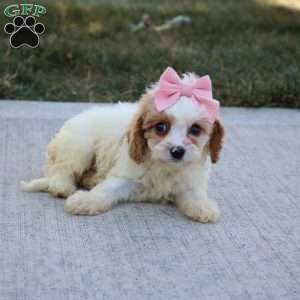 Juniper, Cavapoo Puppy