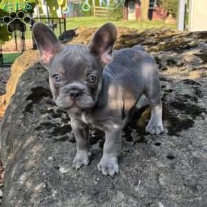 Nash, French Bulldog Puppy