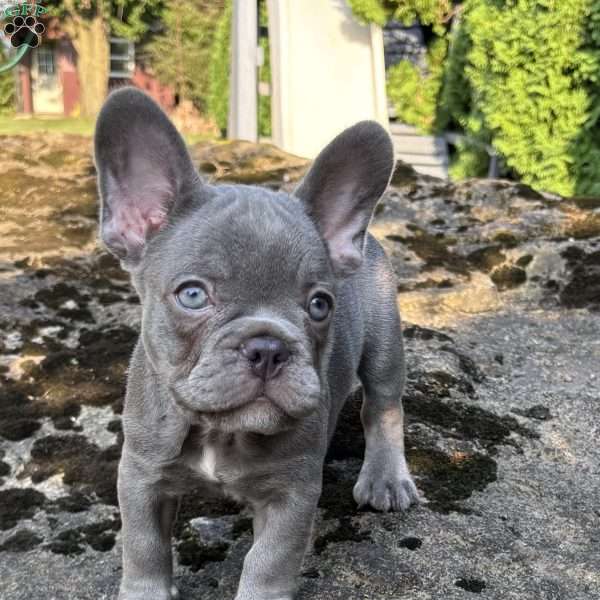 Nash, French Bulldog Puppy