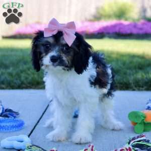 Viola, Cavapoo Puppy