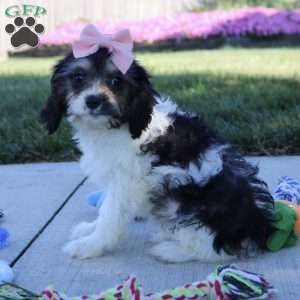 Viola, Cavapoo Puppy