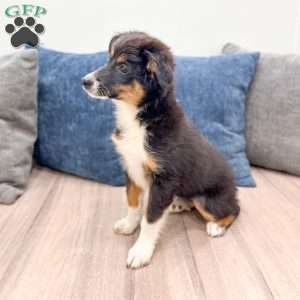 Athena, Miniature Australian Shepherd Puppy