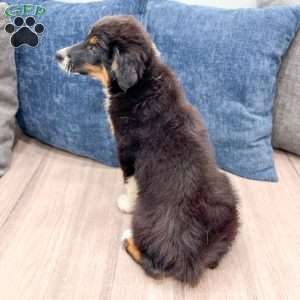 Athena, Miniature Australian Shepherd Puppy