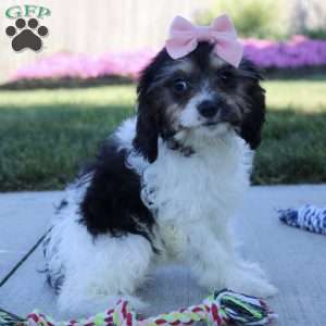 Viola, Cavapoo Puppy