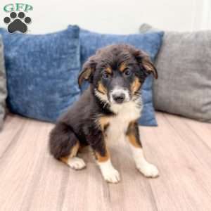Athena, Miniature Australian Shepherd Puppy