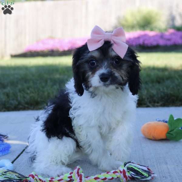 Viola, Cavapoo Puppy