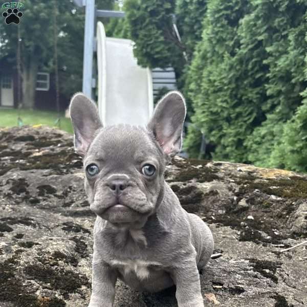 Gia, French Bulldog Puppy
