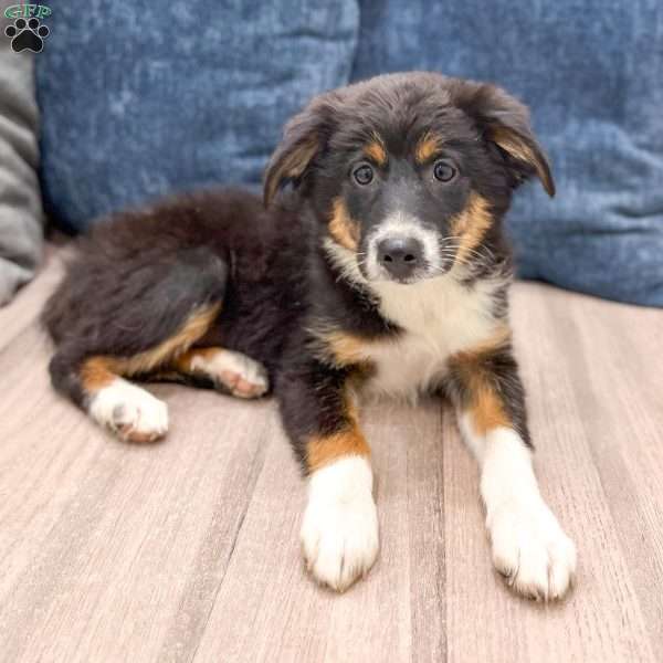 Athena, Miniature Australian Shepherd Puppy