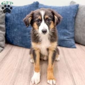 Fiona, Miniature Australian Shepherd Puppy