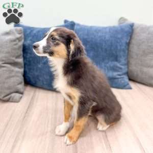 Fiona, Miniature Australian Shepherd Puppy