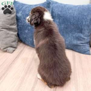 Fiona, Miniature Australian Shepherd Puppy