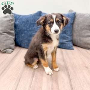 Fiona, Miniature Australian Shepherd Puppy