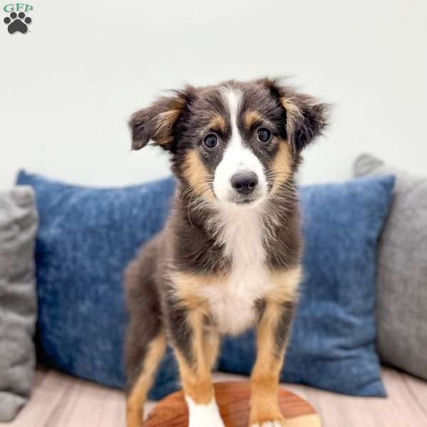 Fiona, Miniature Australian Shepherd Puppy