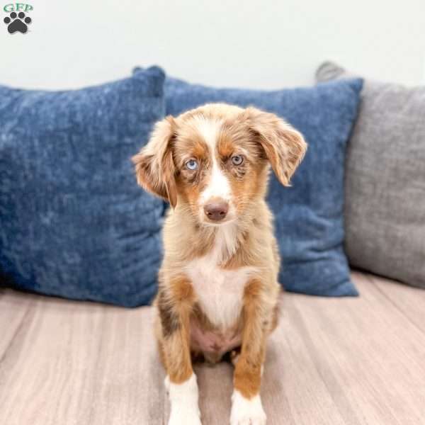 Manny, Miniature Australian Shepherd Puppy
