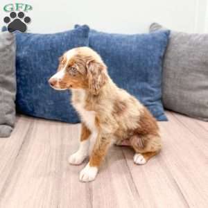 Manny, Miniature Australian Shepherd Puppy