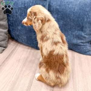 Manny, Miniature Australian Shepherd Puppy