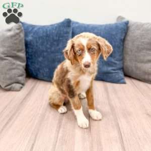 Manny, Miniature Australian Shepherd Puppy