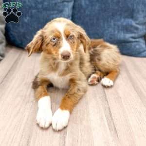 Manny, Miniature Australian Shepherd Puppy
