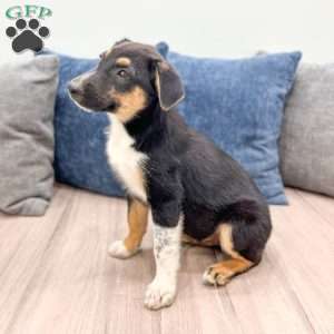 Nash, Miniature Australian Shepherd Mix Puppy