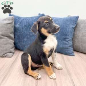 Nash, Miniature Australian Shepherd Mix Puppy