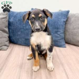 Nash, Miniature Australian Shepherd Mix Puppy