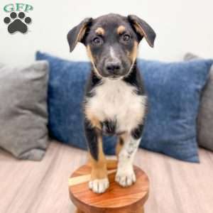 Nash, Miniature Australian Shepherd Mix Puppy