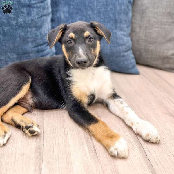 Nash, Miniature Australian Shepherd Mix Puppy