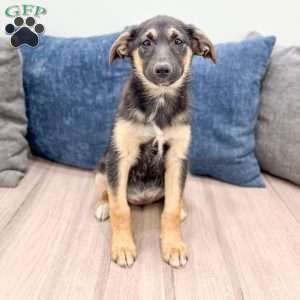 Stella, Miniature Australian Shepherd Mix Puppy