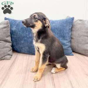 Stella, Miniature Australian Shepherd Mix Puppy