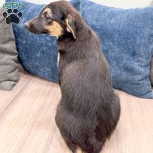 Stella, Miniature Australian Shepherd Mix Puppy