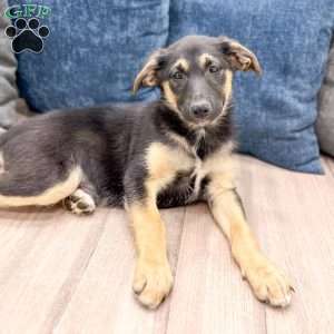 Stella, Miniature Australian Shepherd Mix Puppy