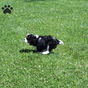 Anya, Cavalier King Charles Spaniel Puppy