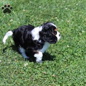 Anya, Cavalier King Charles Spaniel Puppy