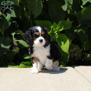 Anya, Cavalier King Charles Spaniel Puppy