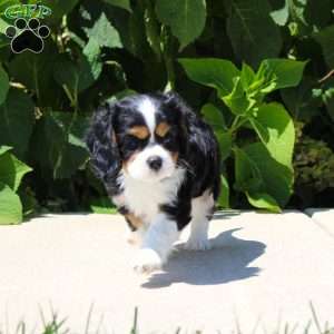 Anya, Cavalier King Charles Spaniel Puppy