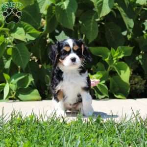 Anya, Cavalier King Charles Spaniel Puppy