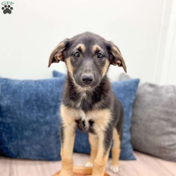 Stella, Miniature Australian Shepherd Mix Puppy