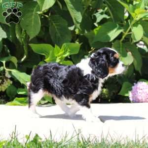 Anya, Cavalier King Charles Spaniel Puppy
