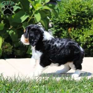 Anya, Cavalier King Charles Spaniel Puppy