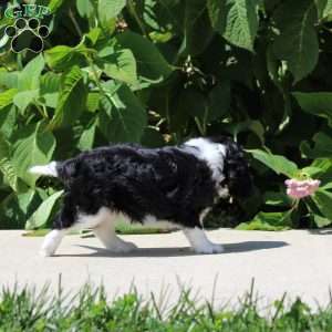 Anya, Cavalier King Charles Spaniel Puppy