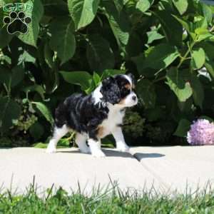 Anya, Cavalier King Charles Spaniel Puppy