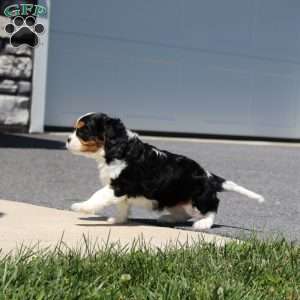 Anya, Cavalier King Charles Spaniel Puppy