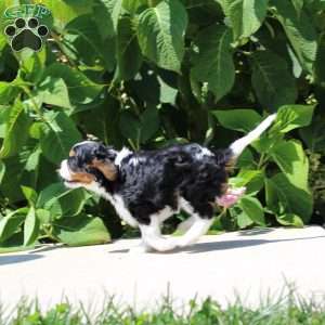 Anya, Cavalier King Charles Spaniel Puppy