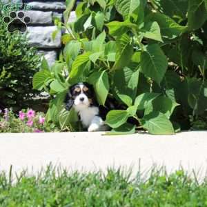 Anya, Cavalier King Charles Spaniel Puppy