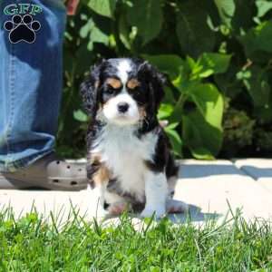 Anya, Cavalier King Charles Spaniel Puppy