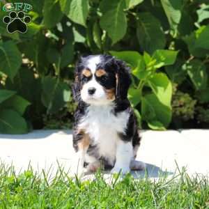 Anya, Cavalier King Charles Spaniel Puppy