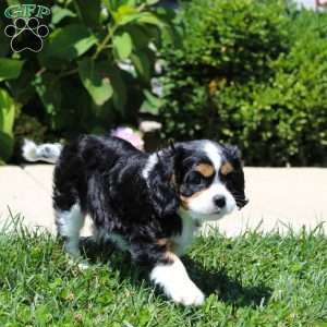 Anya, Cavalier King Charles Spaniel Puppy