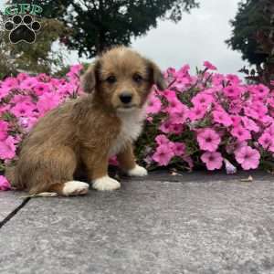 Josie, Welsh Corgi Mix Puppy